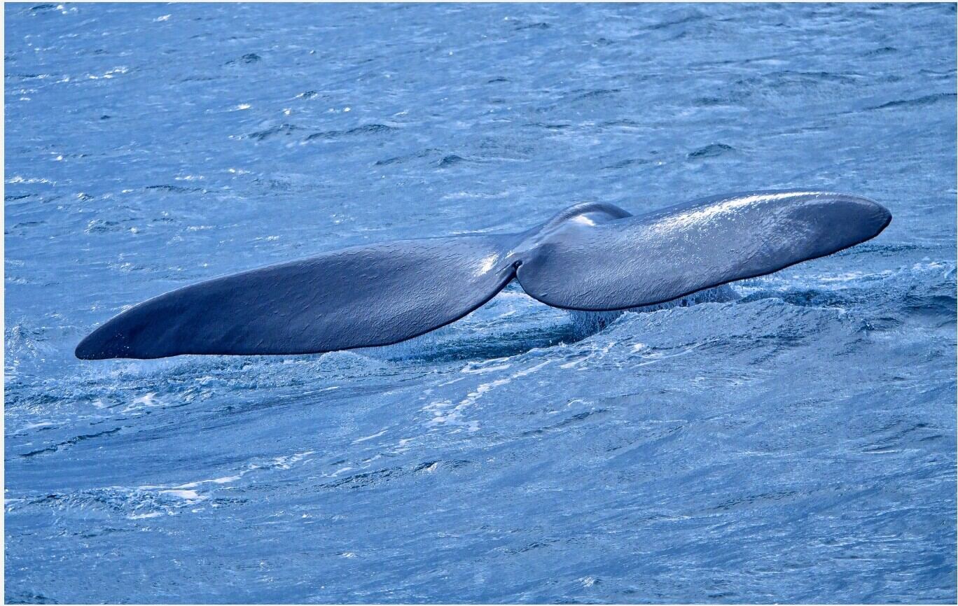 Pulau Tera — Whale Observation - 1