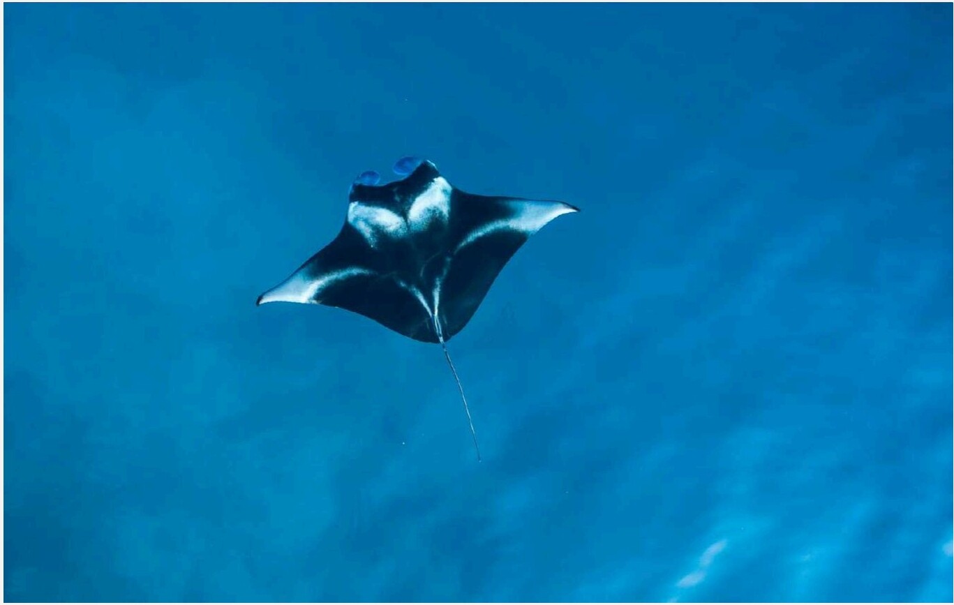 Manta Point & Gili Lawa Darat - 1