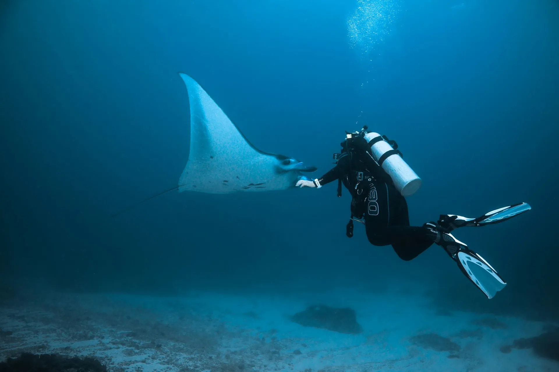 Scuba diver in full gear swimming alongside a manta ray in clear blue water