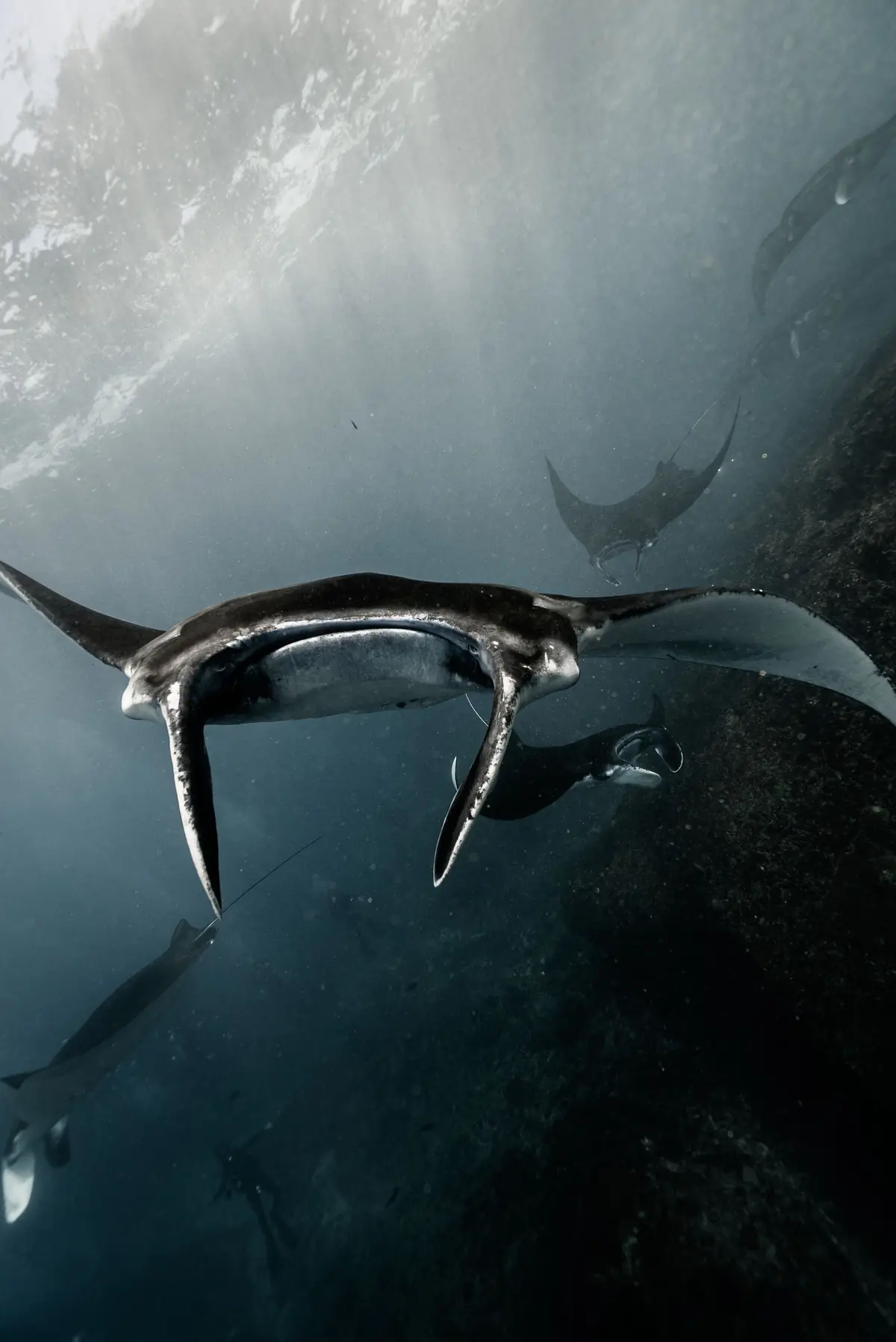 Two manta rays gliding over a reef in Komodo National Park