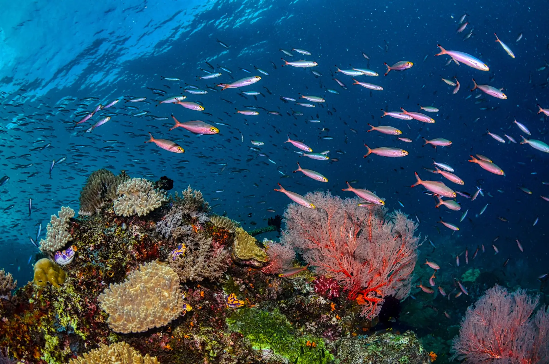 Shoals of pink anthias above a coral reef with red sea fans in West Papua, Indonesia