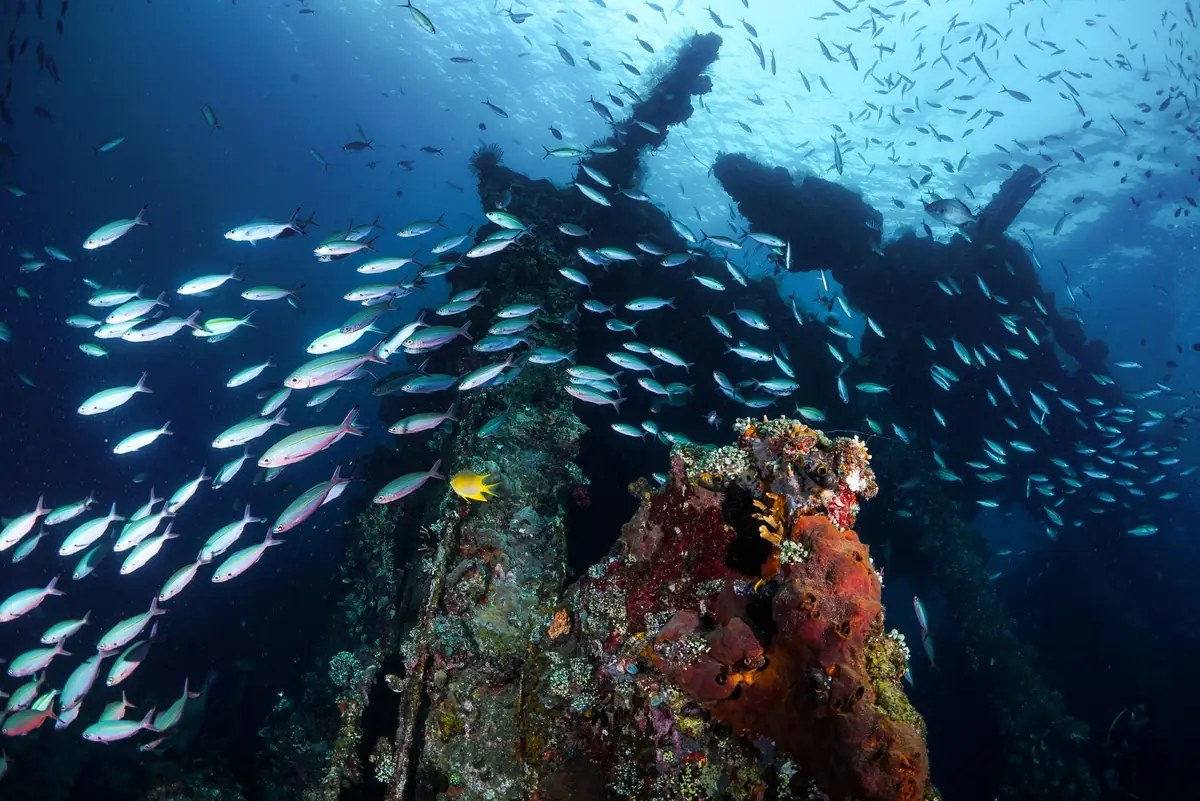Dense school of small fish over a coral-covered wreck in Bali, Indonesia