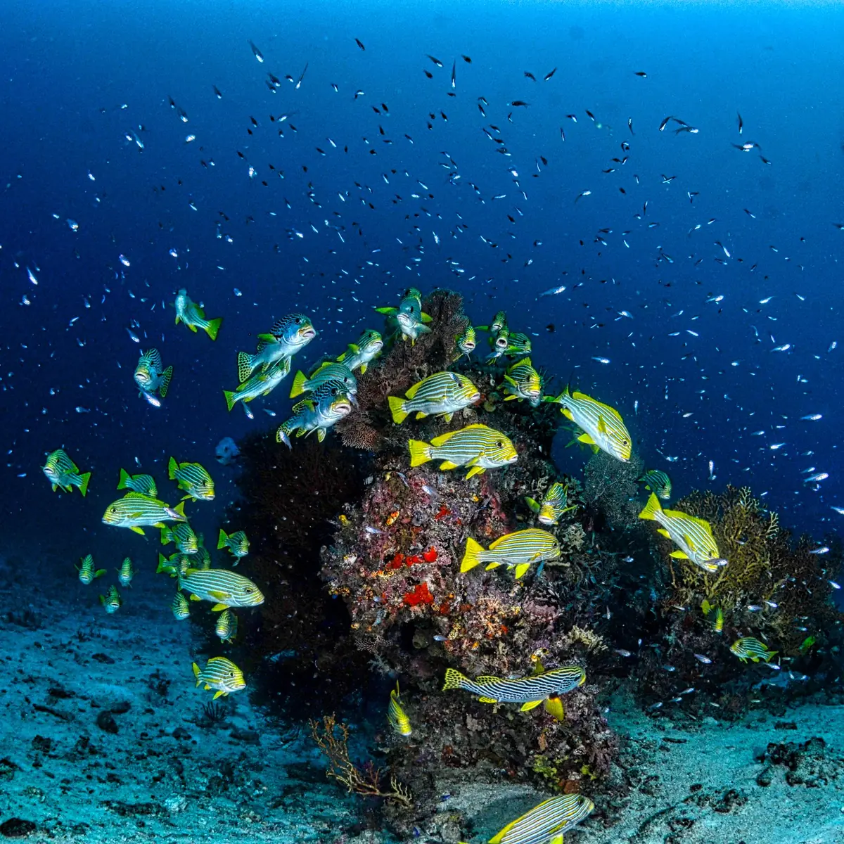 Schooling fish over a soft coral reef in Misool, Raja Ampat