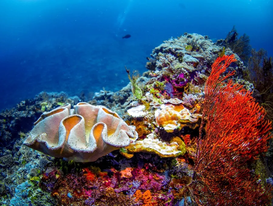 Divers on the reef at Blue Magic seamount in the Dampier Strait, Raja Ampat