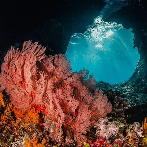 Diver at the Boo Windows swim-through openings in the limestone ridge, Misool, Raja Ampat