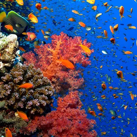 Schooling fish over the submerged pinnacle at Castle Rock, North Komodo