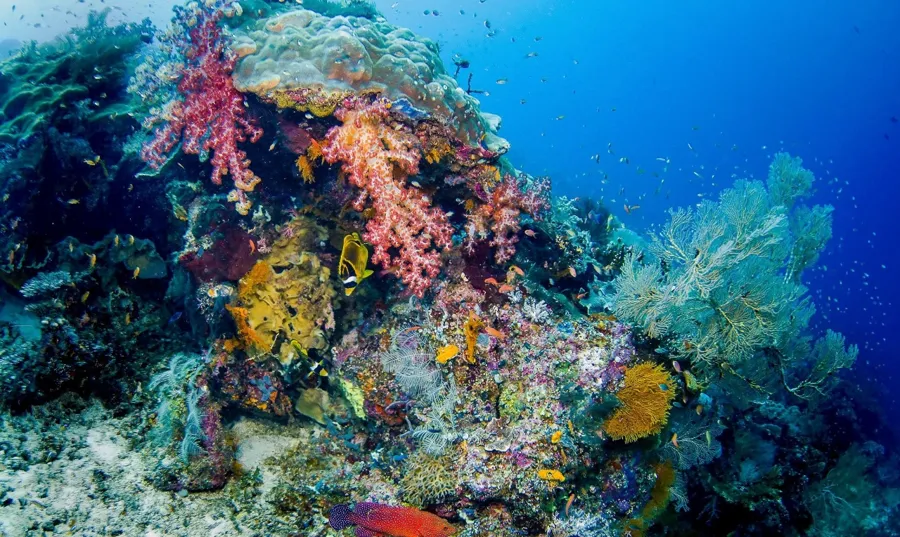 Schooling fish over the reef at Chicken Reef in the Dampier Strait, Raja Ampat
