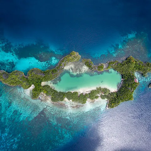 Snorkellers and reef life above the Magic Mountain seamount off southern Misool, Raja Ampat