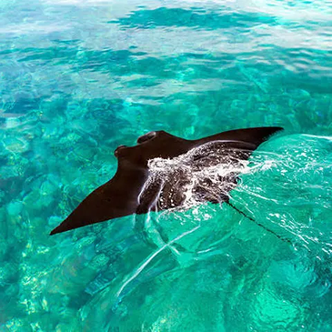 Reef manta ray cruising over the shallow rubble flat at Makassar Reef, Komodo