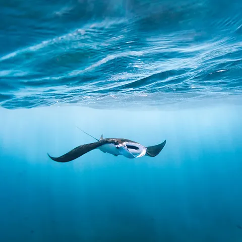 Reef manta ray gliding over the coral at Manta Alley, South Komodo