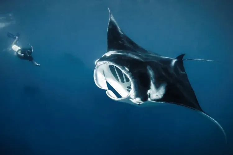 Reef manta ray over the cleaning station at Manta Sandy, Raja Ampat