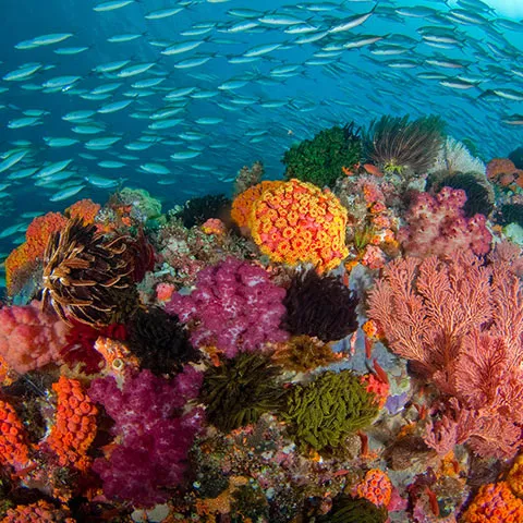 Shallow hard-coral gardens at Melissa's Garden in the Fam Islands, Raja Ampat