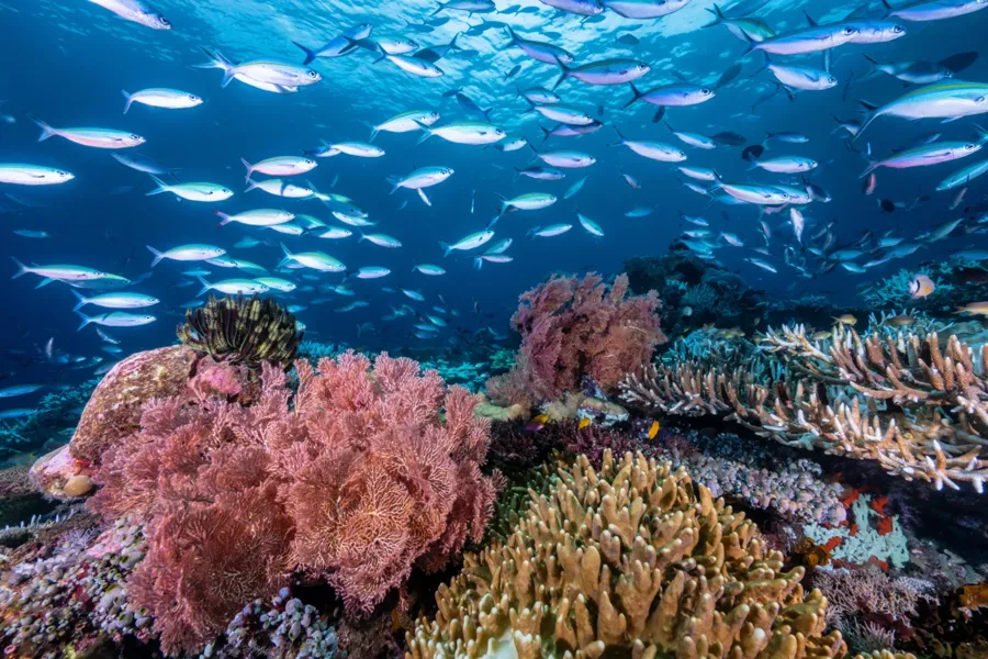 Reef and islands of the Dampier Strait near Sardine Reef, Raja Ampat