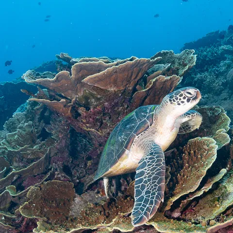 Sheltered bay and sandy reef slope at Siaba Besar, Komodo
