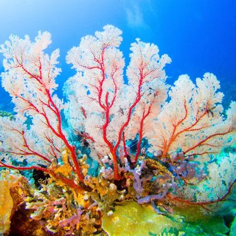 Orange soft coral slope at Tatawa Besar, Komodo National Park