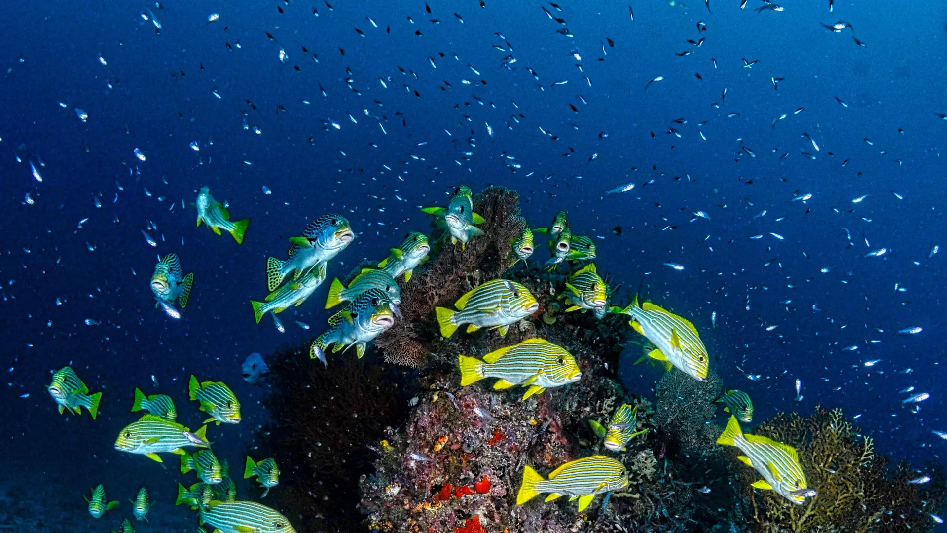 Dense school of yellow-and-blue snapper circling a coral bommie in West Papua, Indonesia