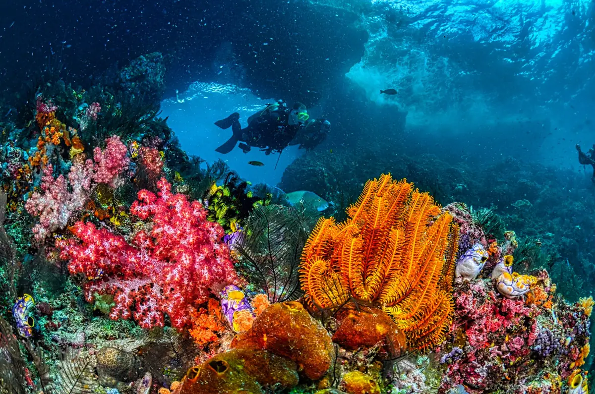 Divers above dense pink and orange soft coral and crinoids on a reef in West Papua