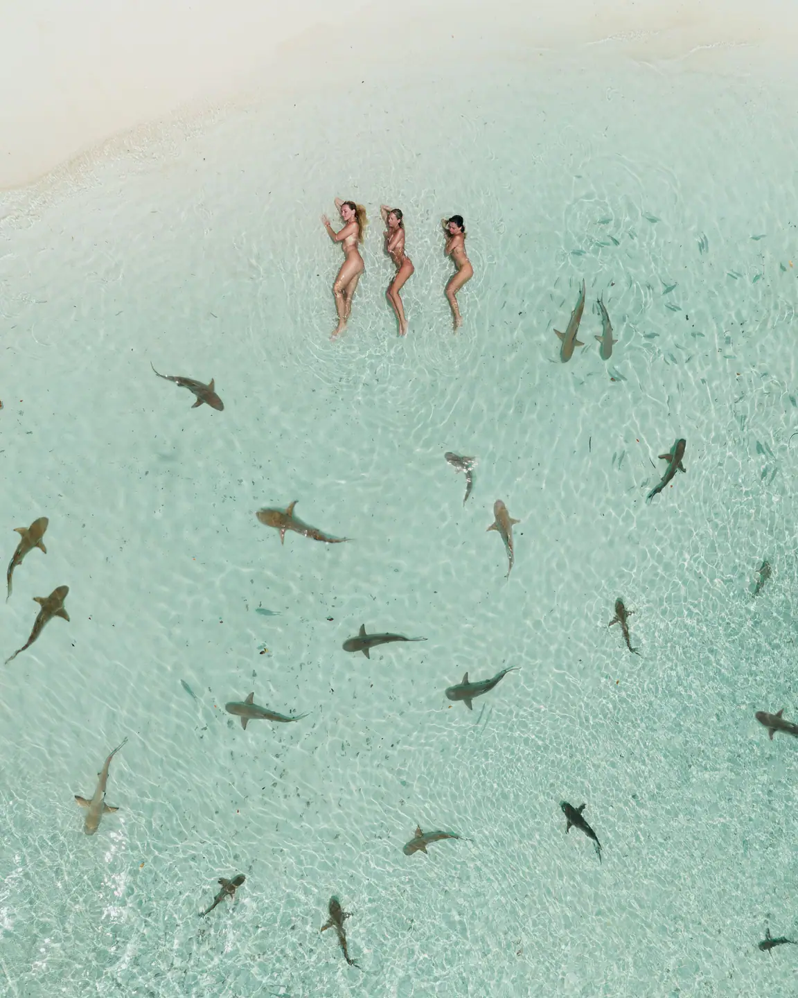Swimming with reef sharks in crystal waters