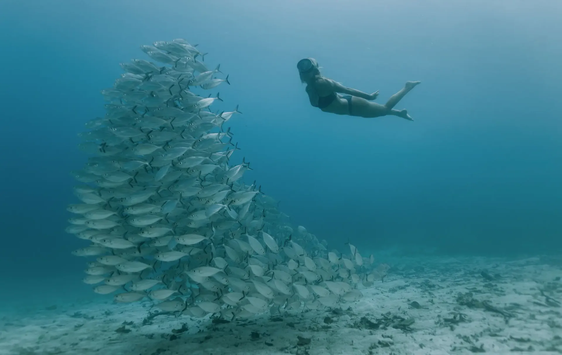 Freediving with a school of fish
