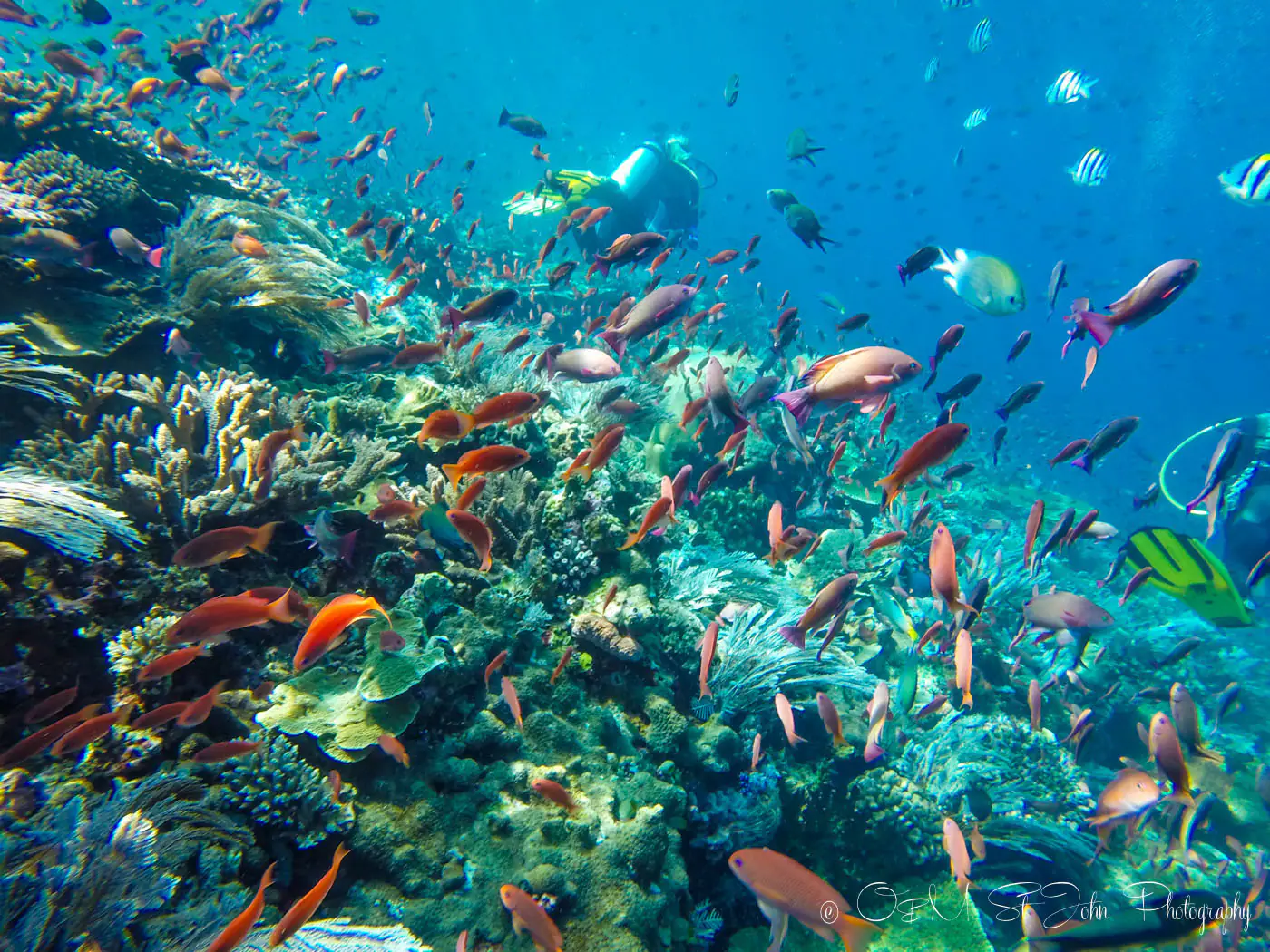 Vibrant coral reef with tropical fish scuba diving Komodo Indonesia