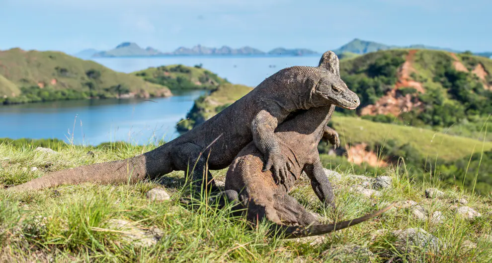 Komodo dragon in natural habitat Rinca Island Indonesia wildlife encounter