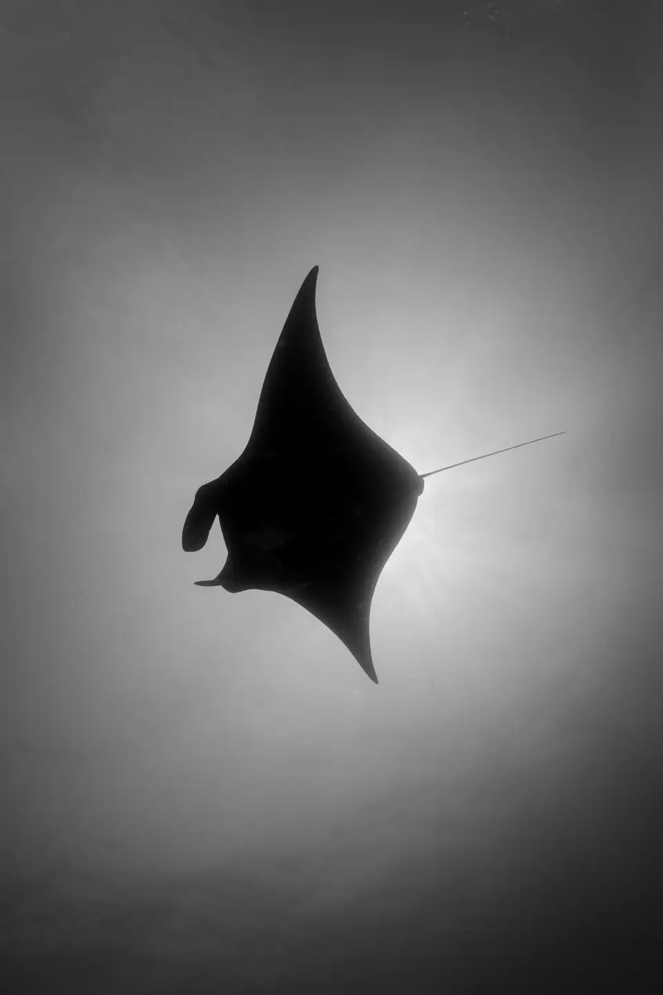 Manta ray silhouette underwater diving Manta Point Komodo National Park
