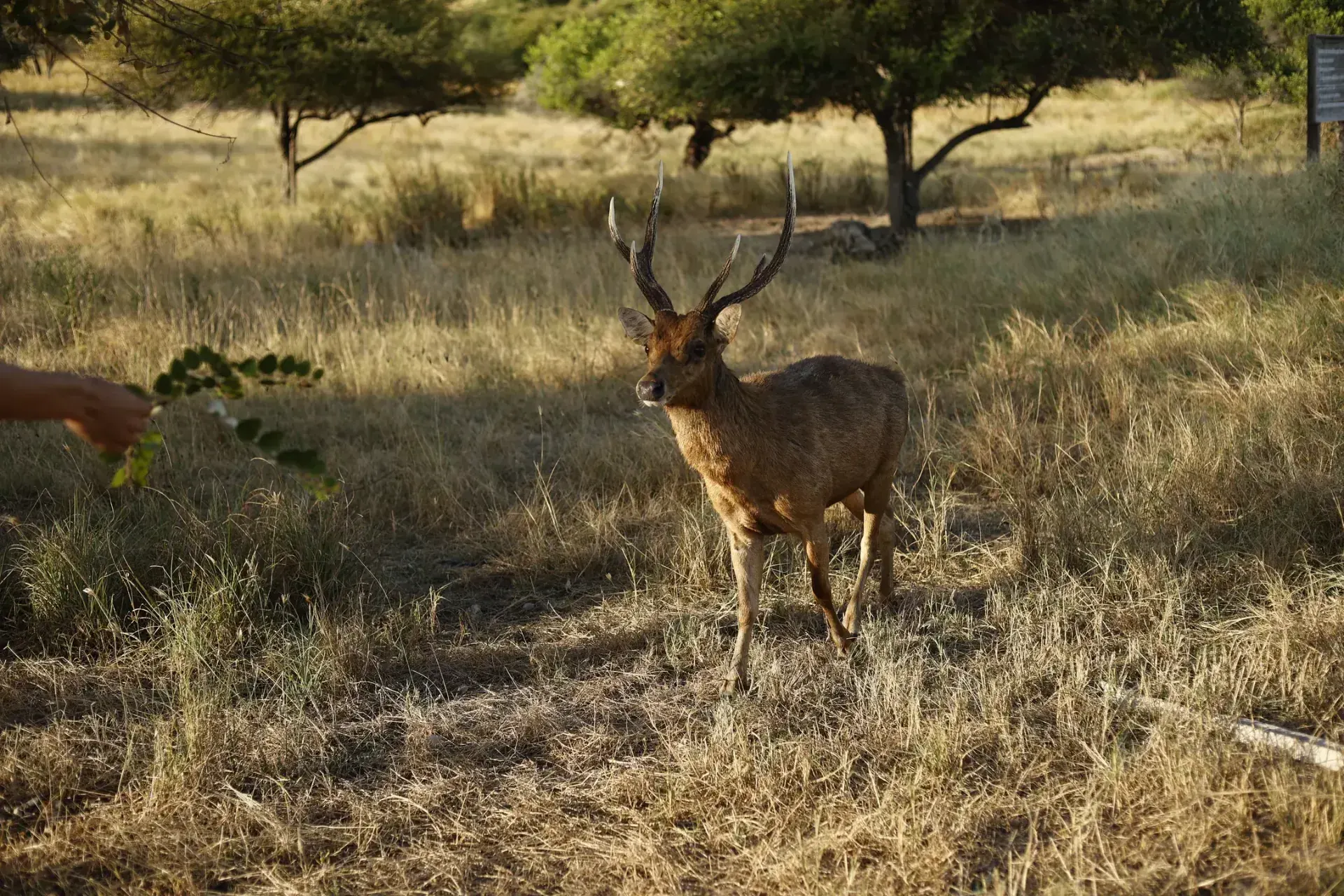 Timor deer wildlife on Rinca Island Komodo National Park safari