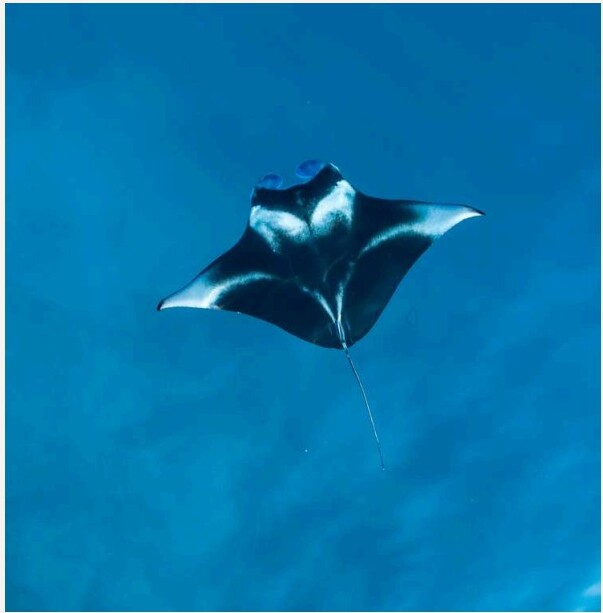 Manta Point, Karang Makassar & Padar - 1