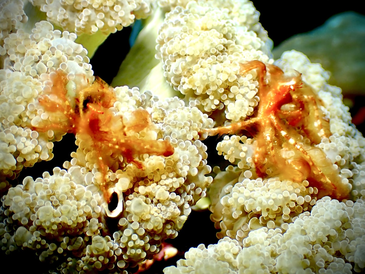 White coral reef underwater Bunaken National Park Sulawesi diving