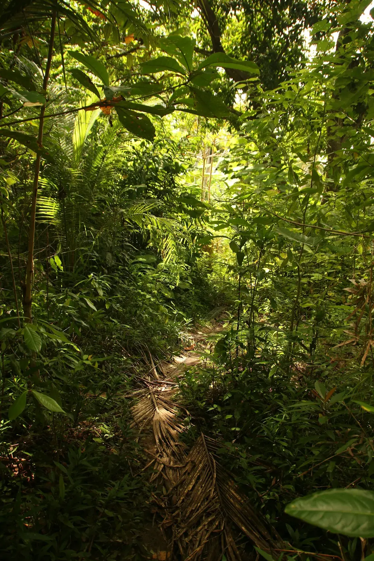 Tropical forest trail Togean Islands Sulawesi Indonesia