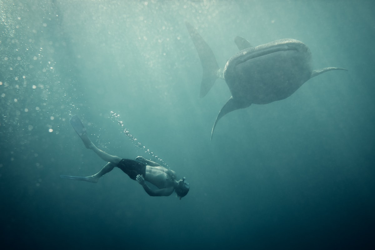 Manta ray swimming in ocean waters near Sumbawa Indonesia