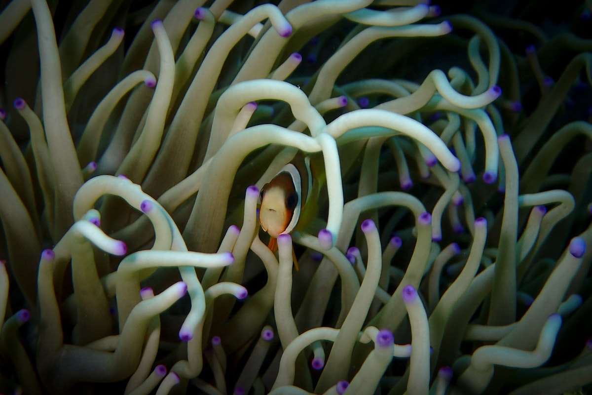 Clownfish in anemone coral reef Wakatobi Marine Park diving